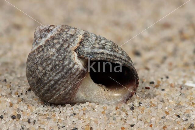 Common Periwinkle (Littorina littorea)