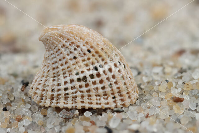 Common Slit-limpet (Emarginula fissura)