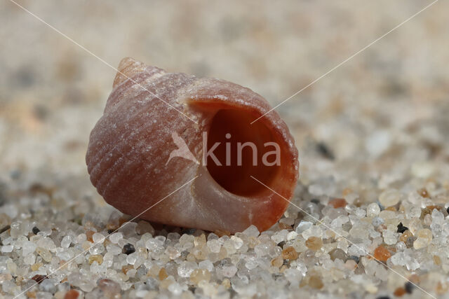 Rough Winkle (Littorina saxatilis)