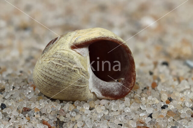 Flat Periwinkle (Littorina fabalis)