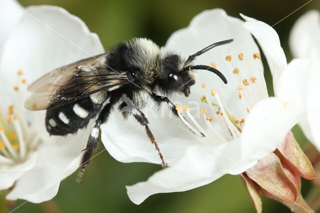 Witte rouwbij (Melecta luctuosa)