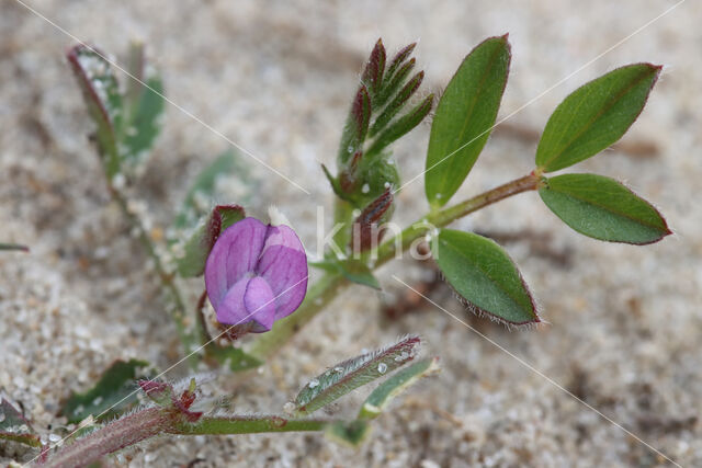 Lathyruswikke (Vicia lathyroides)