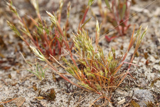 Early Hair-grass (Aira praecox)