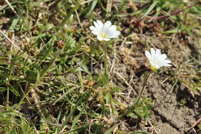 Akkerhoornbloem (Cerastium arvense)