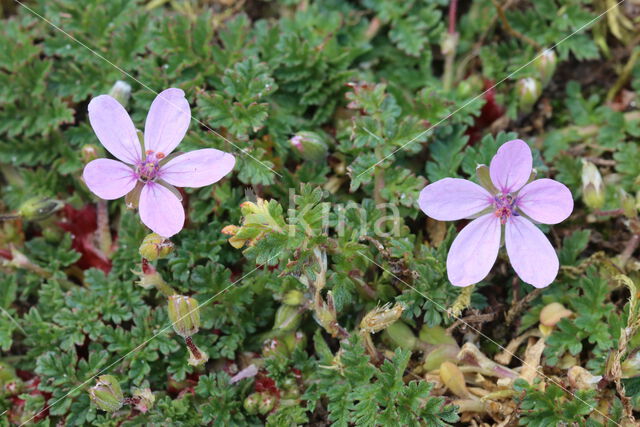 Gewone reigersbek (Erodium cicutarium)