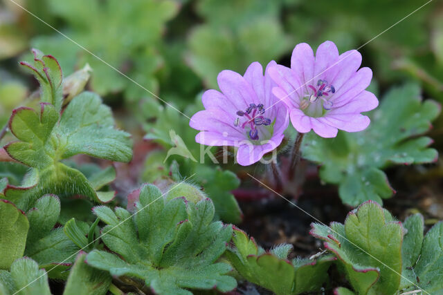 Zachte ooievaarsbek (Geranium molle)