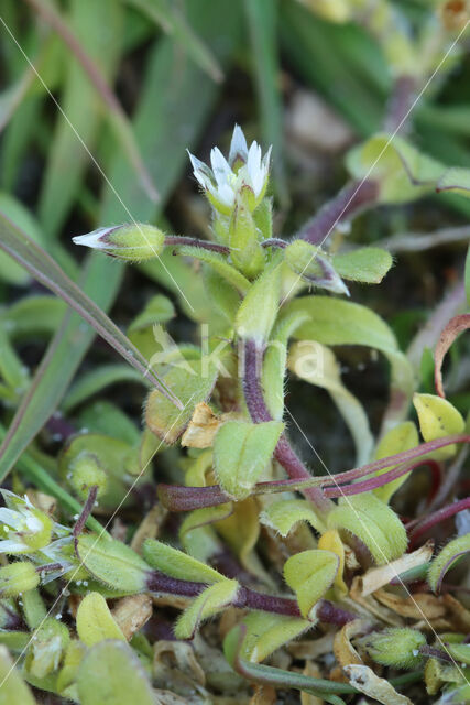 Little Mouse-ear (Cerastium semidecandrum)
