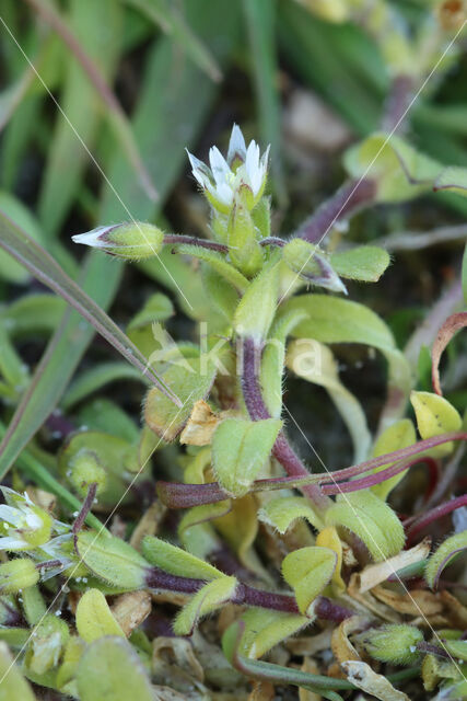 Zandhoornbloem (Cerastium semidecandrum)