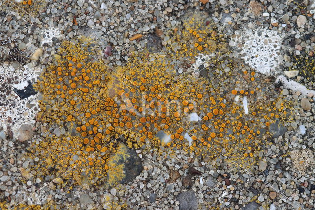sulphur-firedot lichen (Caloplaca flavovirescens)