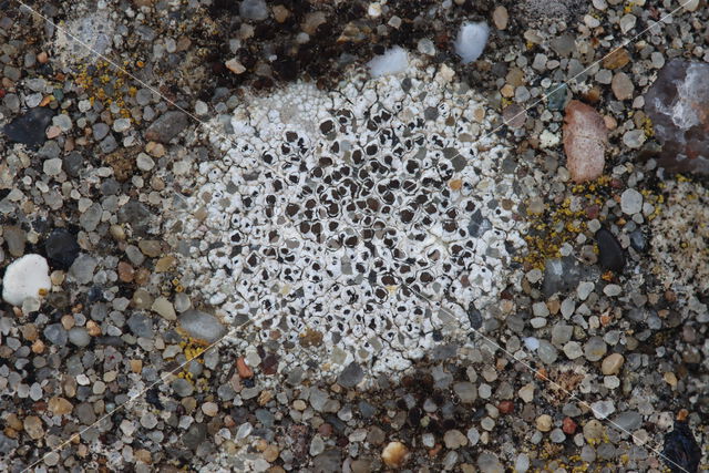 Lecanora albescens