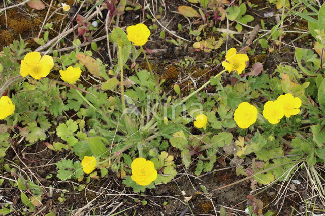 Bulbous Buttercup (Ranunculus bulbosus)