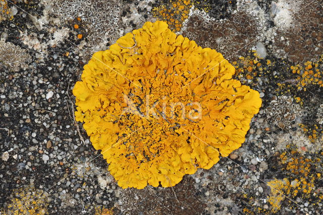 Oranje dooiermos (Xanthoria calcicola)