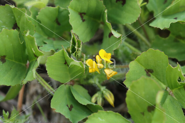 Gevlekte rupsklaver (Medicago arabica)