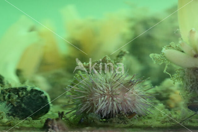 Shore sea urchin (Psammechinus miliaris)