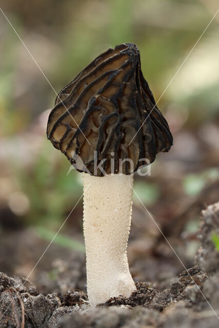 Kapjesmorielje (Morchella semilibera)