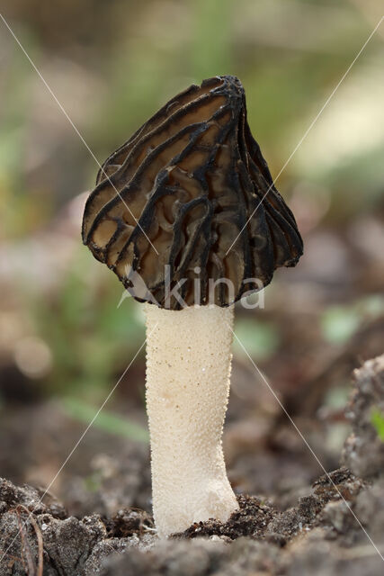 Half Free Morel (Morchella semilibera)