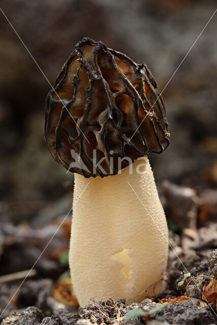 Half Free Morel (Morchella semilibera)