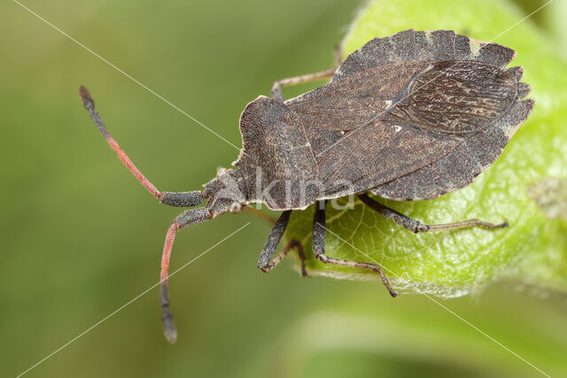 Enoplops scapha