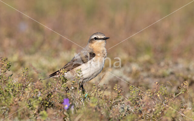 Northern Wheatear (Oenanthe oenanthe)