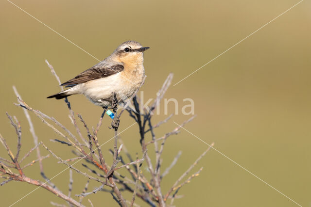 Northern Wheatear (Oenanthe oenanthe)