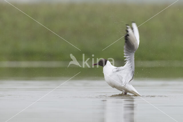 Black-headed Gull (Larus ridibundus)