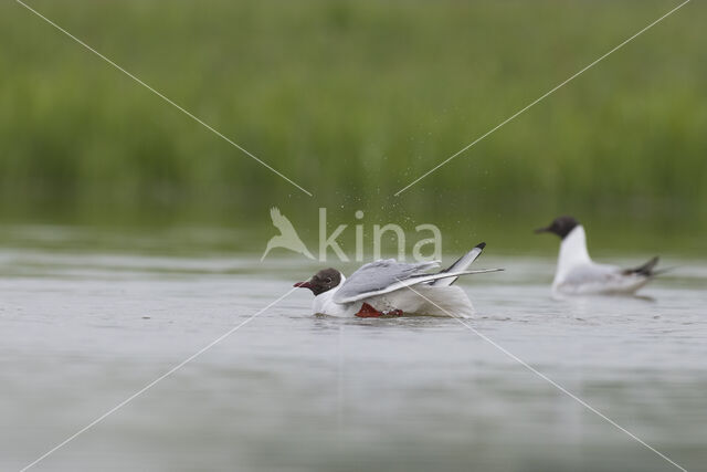 Black-headed Gull (Larus ridibundus)