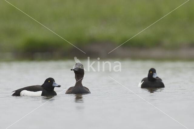 Tufted Duck (Aythya fuligula)