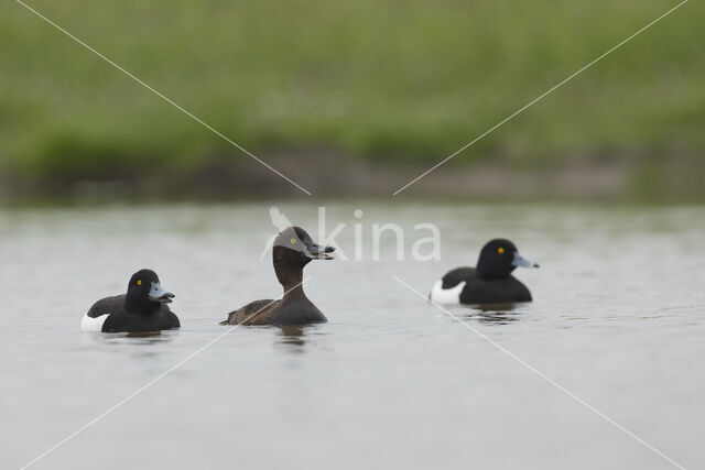 Tufted Duck (Aythya fuligula)