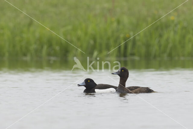 Tufted Duck (Aythya fuligula)