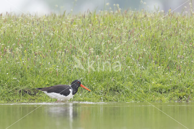 Oystercatcher (Haematopus ostralegus)