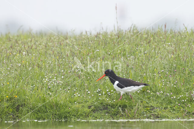 Scholekster (Haematopus ostralegus)