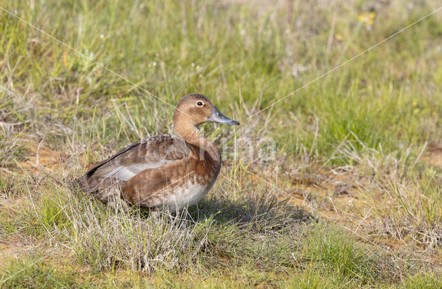 Pochard (Aythya ferina)