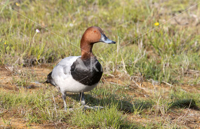 Pochard (Aythya ferina)