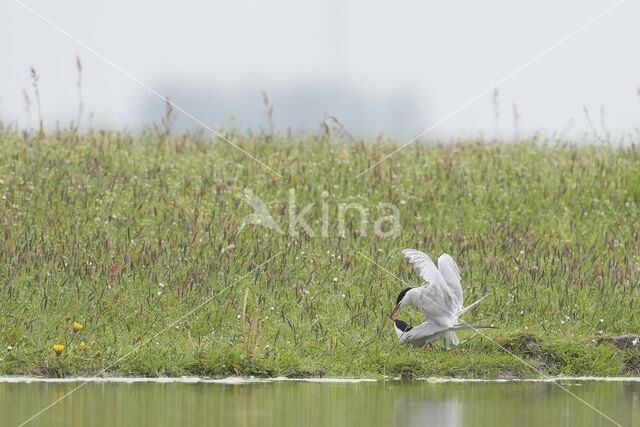 Common Tern (Sterna hirundo)