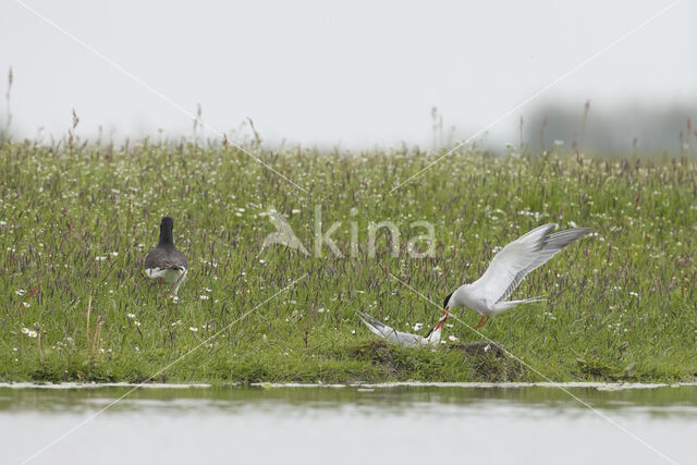 Common Tern (Sterna hirundo)