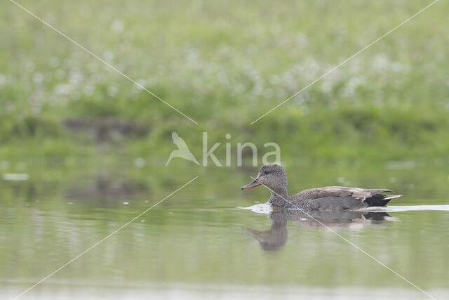 Gadwall (Anas strepera)