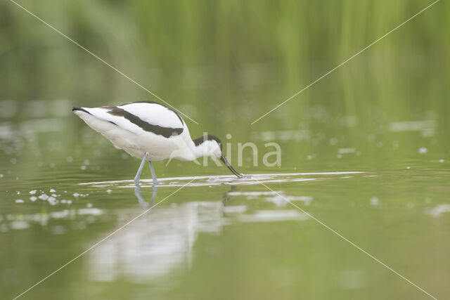 Pied Avocet (Recurvirostra avosetta)