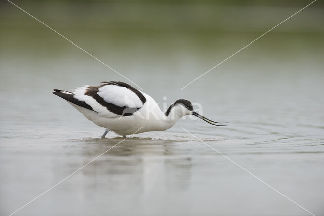 Pied Avocet (Recurvirostra avosetta)