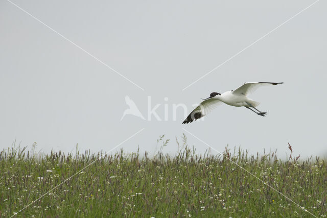 Pied Avocet (Recurvirostra avosetta)