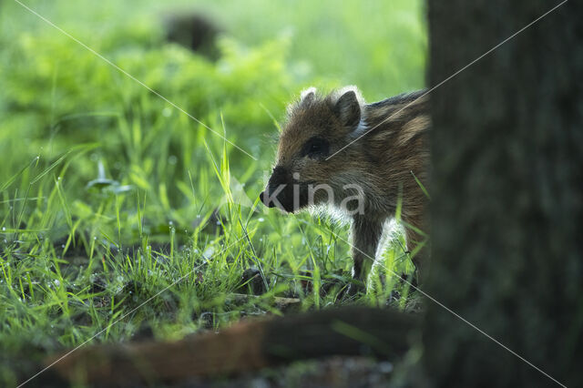 Wild zwijn