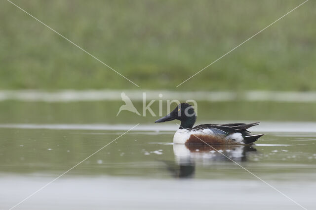 Northern Shoveler (Anas clypeata)