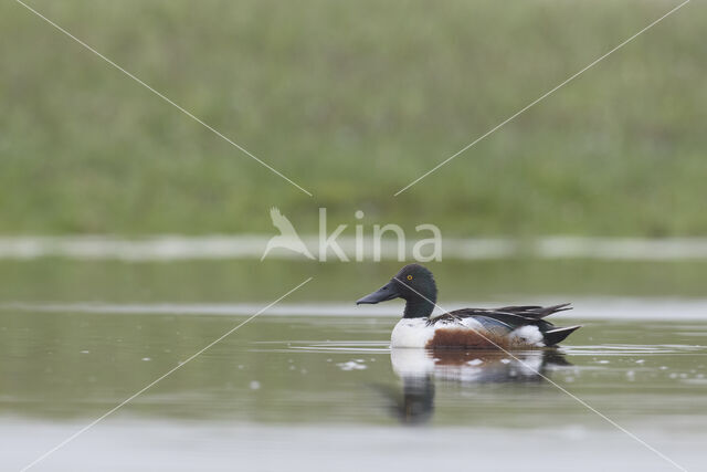 Northern Shoveler (Anas clypeata)