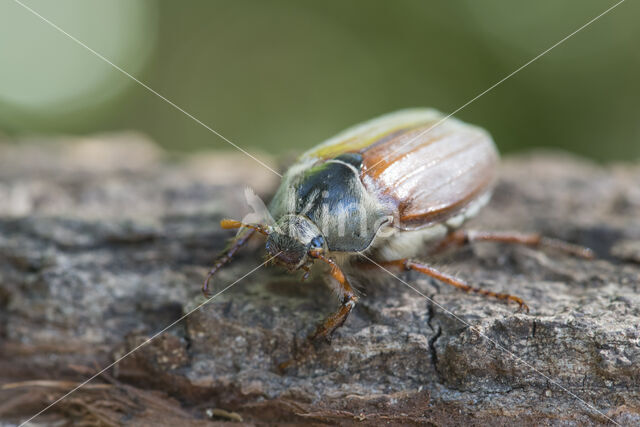 common cockchafer (Melolontha melolontha)