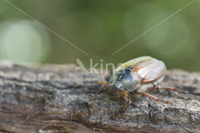common cockchafer (Melolontha melolontha)