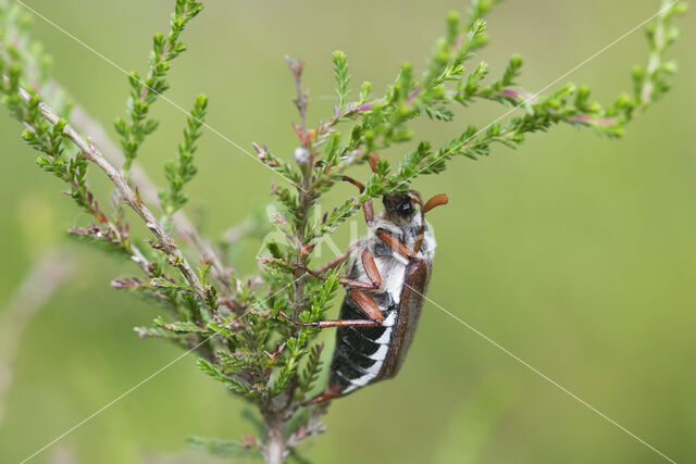 common cockchafer (Melolontha melolontha)