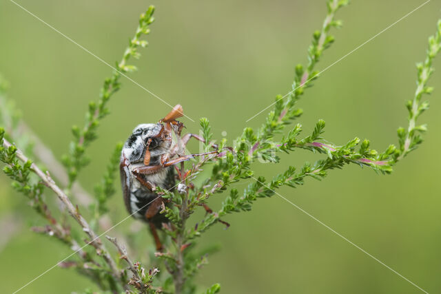 common cockchafer (Melolontha melolontha)