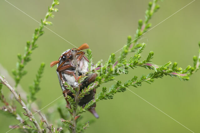 common cockchafer (Melolontha melolontha)