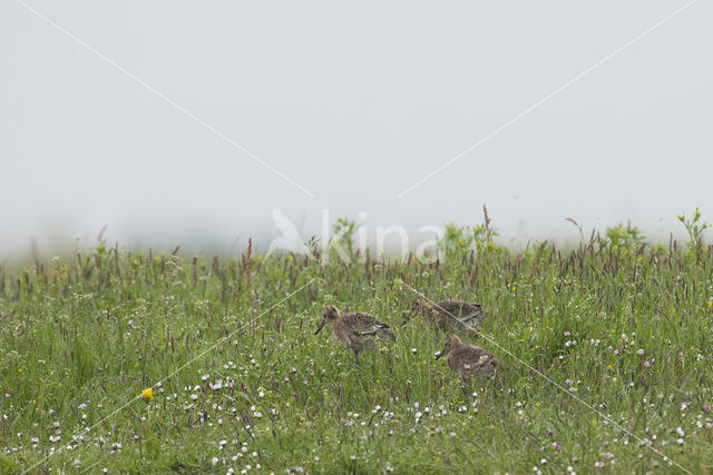 Grutto (Limosa limosa)