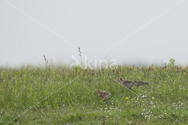 Black-tailed Godwit (Limosa limosa)