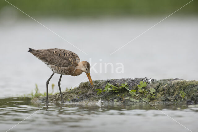 Black-tailed Godwit (Limosa limosa)